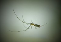 /album/fotogaleria-fotogaleria/tetragnatha-extensa-1-jpg1/